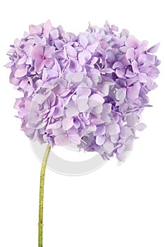 Purple flower hydrangea (Clipping path)