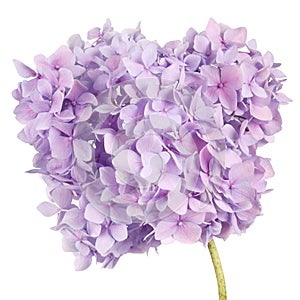 Purple flower hydrangea Clipping path