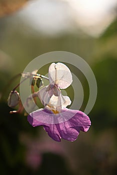 Purple flower Impatiens balfourii with white petals and a purple center