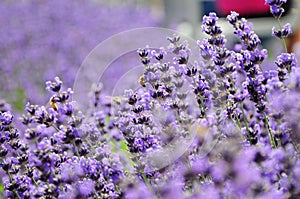 Purple flower and industrious bees
