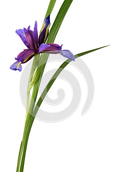 Purple flower of Iris graminea