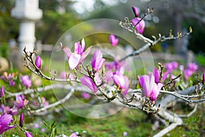 Purple Flower in Japanese Tea Garden