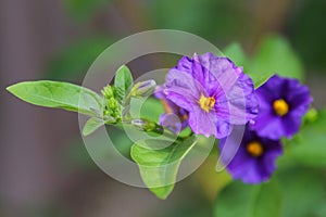 Purple flower, Kangaroo apple (Solanum laciniatum)