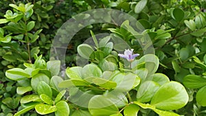 Purple flower & x22;Keaw Jao Jom& x22;