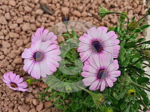 purple flower known as Cape daisy (Osteospermum ecklonis) photo