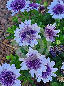 purple flower known as Cape daisy (Osteospermum ecklonis) photo