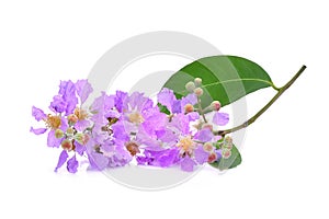 Purple flower Lagerstroemia floribunda isolated on white photo