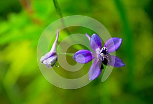 Purple flower of larkspur, Delphinium anthriscifolium