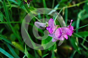 Purple flower of Lathyrus tuberosus, tuberous pea, tuberous vetchling, earthnut pea, aardaker, tine-tare