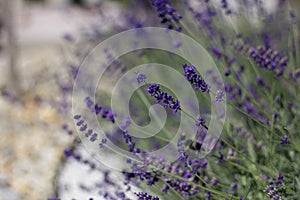 Purple flower lavender.