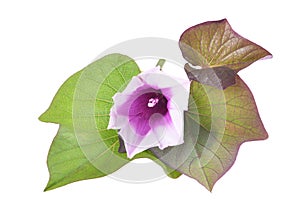 Purple flower and leaves of sweet potato ipomoea batatas on isolated white