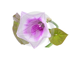 Purple flower and leaves of sweet potato ipomoea batatas on isolated white