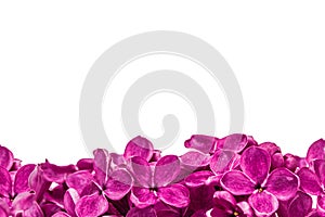 Purple flower lilac, Syringa vulgaris, isolated on white background