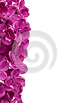 Purple flower lilac, Syringa vulgaris, isolated on white background