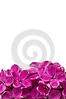 Purple flower lilac, Syringa vulgaris, isolated on white background