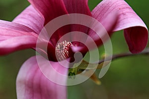 Purple flower of lilly magnolia Magnolia liliiflora photo