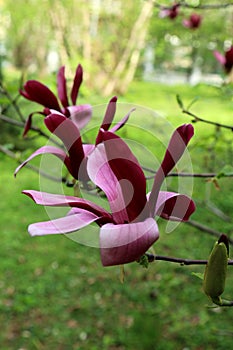 Purple flower of lilly magnolia Magnolia liliiflora photo