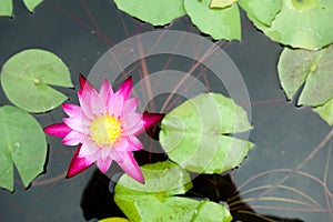 Purple flower lily lotus bloom floating on water
