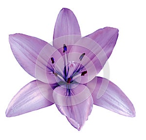 Purple flower lily on a white isolated background with clipping path no shadows. Closeup.