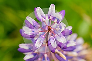 Purple flower lupine macro, close up. Blooming lupine flowers in meadow. Bright and saturated soft colors, blurred