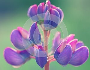 Purple flower lupine macro, close up. Blooming lupine flowers in meadow. Bright and saturated soft colors, blurred background