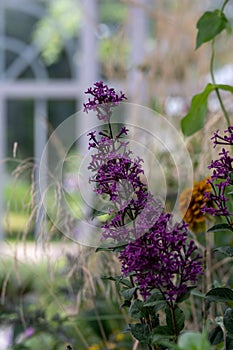 Purple flower in lush environment in garden house