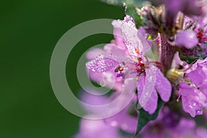 Purple flower macro, close up. Blooming lupine flowers in meadow. Bright and saturated soft colors, blurred background.