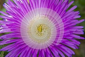 Purple flower photo