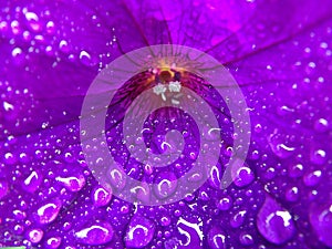 Purple Flower with Macro Water droplets photo