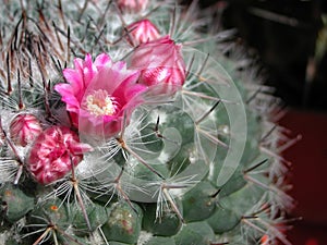 Mammillaria compressa close up photo