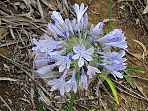 Purple flower with many inflorescences