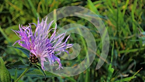 Purple flower in the meadow 3