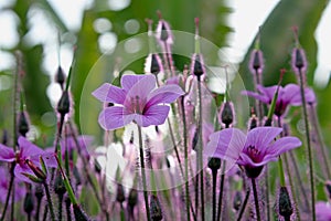 Purple flower meadow of Giant herb-robert, or the Madeira cranesbill