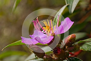 Purple flower of Melastoma