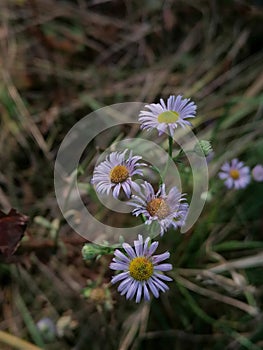 Púrpura flor en medio de en ningún lugar 