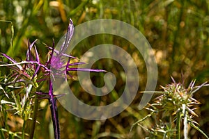 Purple flower of milk thistle (Centaurea iberica) with large thorns