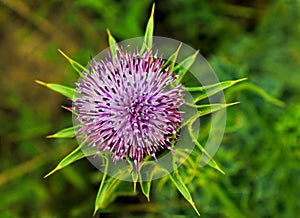 Purple flower of Milk thistle