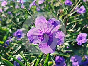 Purple flower mounding plant beach plant