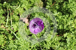 Purple flower of my garden