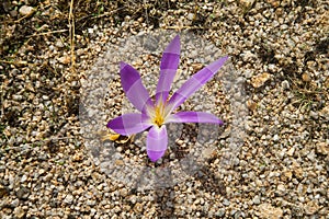 Purple flower nadir view and close up of Colchicum montanum