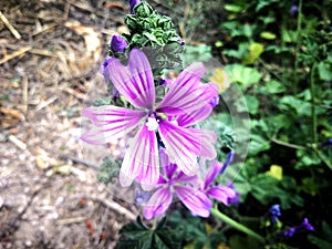 Purple flower nature