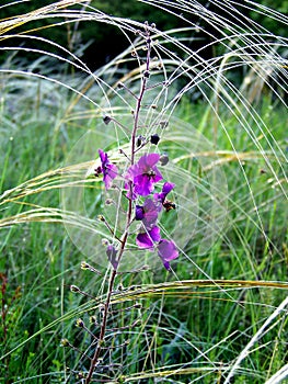 Purple flower with needlegrass