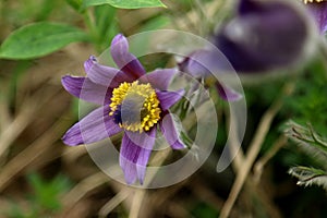 Purple flower od endemic species Pulsatilla montana the pasqueflower
