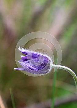 Purple flower od endemic species Pulsatilla montana the pasqueflower