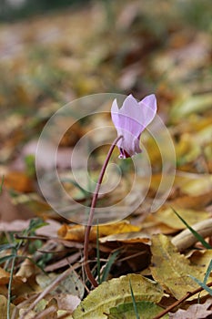 Purple flower photo