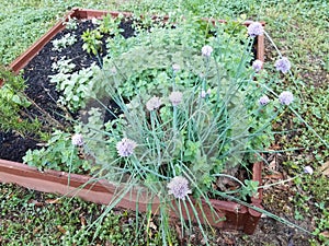 Purple flower on onion plant in herb garden