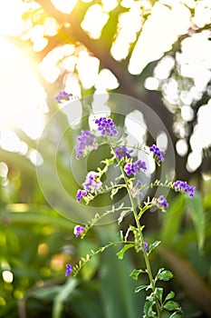 Purple flower onsunlight