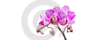 Purple flower orchid isolated on white background.