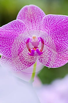 Purple Flower of orchidea. detail photo
