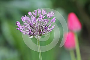 Purple flower of Ornamental Onion Allium aflatunense plant close-up